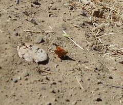 Ochlodes sylvanoides
