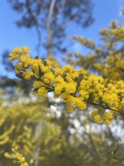 Phyllodineae