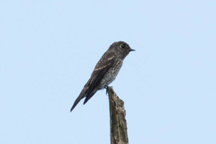 Muscicapa sibirica