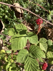 Rubus