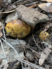 Rhizopogon