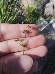 Juncus articulatus