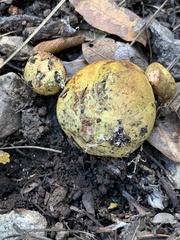 Rhizopogon
