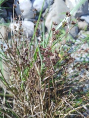 Juncus articulatus