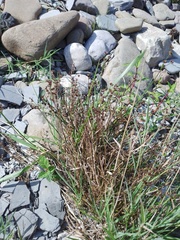 Juncus articulatus