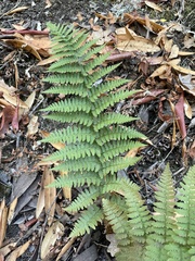 Dryopteris arguta