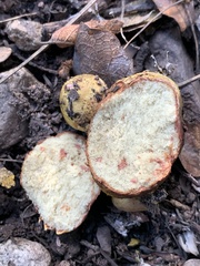Rhizopogon