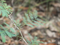 Vachellia farnesiana