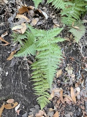Dryopteris arguta
