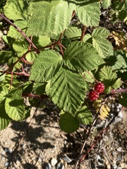 Rubus