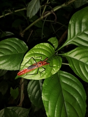 Macrocheraia grandis