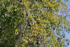 Ziziphus mucronata