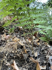 Dryopteris arguta