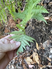 Dryopteris arguta