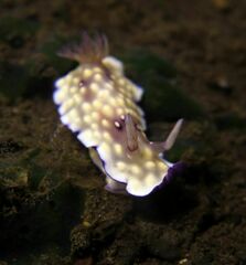 Goniobranchus hintuanensis