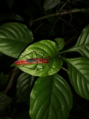 Macrocheraia grandis