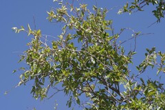 Ziziphus mucronata