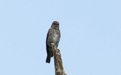 Muscicapa sibirica