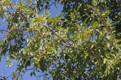 Ziziphus mucronata