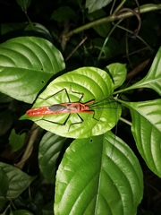 Macrocheraia grandis