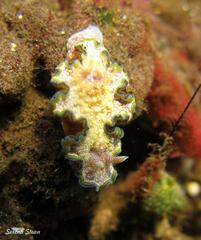 Glossodoris