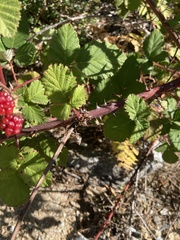 Rubus