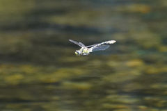 Ophiogomphus occidentis