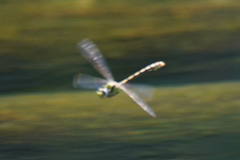 Ophiogomphus occidentis