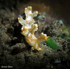 Bornella stellifera