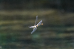 Ophiogomphus occidentis