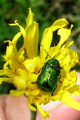 Cryptocephalus sericeus