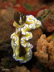 Doriprismatica atromarginata