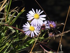 Symphyotrichum chilense