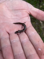 Hemiergis decresiensis