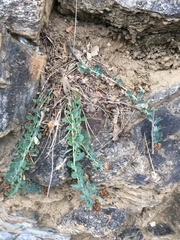 Telephium imperati