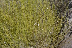 Monechma spartioides