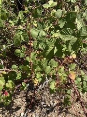Rubus