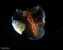 Hexabranchus sanguineus