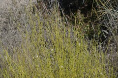 Monechma spartioides