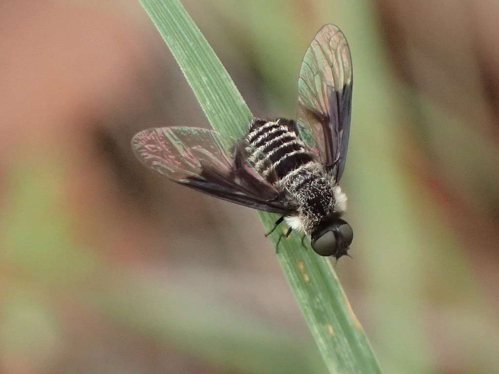 Ogcodocera analis