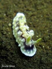 Goniobranchus geometricus