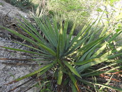 Agave difformis