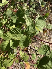 Rubus