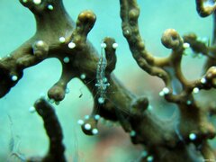 Manipontonia psamathe