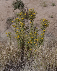 Berkheya spinosissima spinosissima