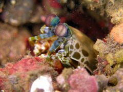 Odontodactylus scyllarus