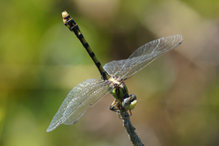 Ophiogomphus occidentis