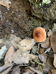 Leucoagaricus rubrotinctus