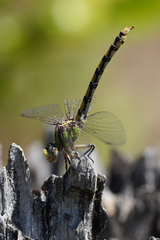 Ophiogomphus occidentis