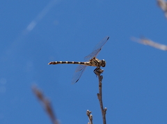 Phyllogomphoides stigmatus